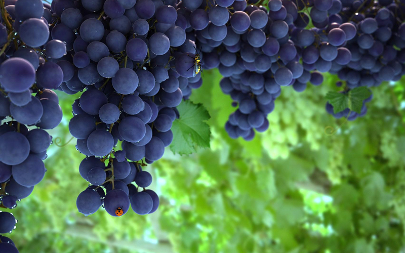 挑選水果小竅門(mén)最全攻略,這些您都知道嗎 挑選水果小竅門(mén)最全攻略,這些您都知道嗎