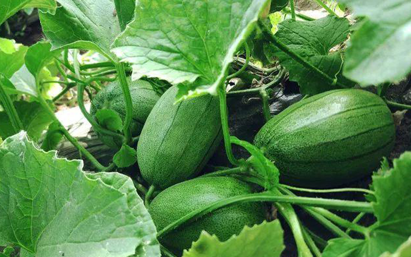 挑選水果小竅門(mén)最全攻略,這些您都知道嗎 挑選水果小竅門(mén)最全攻略,這些您都知道嗎