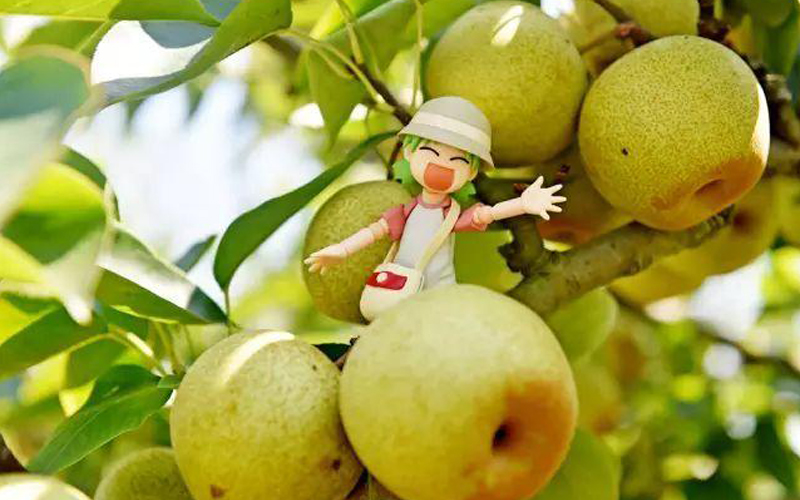 挑選水果小竅門(mén)最全攻略,這些您都知道嗎 挑選水果小竅門(mén)最全攻略,這些您都知道嗎