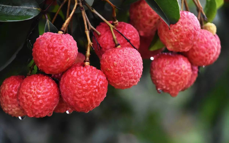 挑選水果小竅門(mén)最全攻略,這些您都知道嗎 挑選水果小竅門(mén)最全攻略,這些您都知道嗎